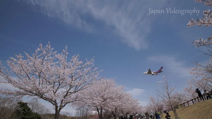 Cherry Blossoms & Plane Spotting at Narita International Airport | Narita, Chiba Japan