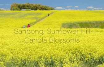Scenery of Canola Flowers Field like a yellow carpet | Osaki, Miyagi Japan