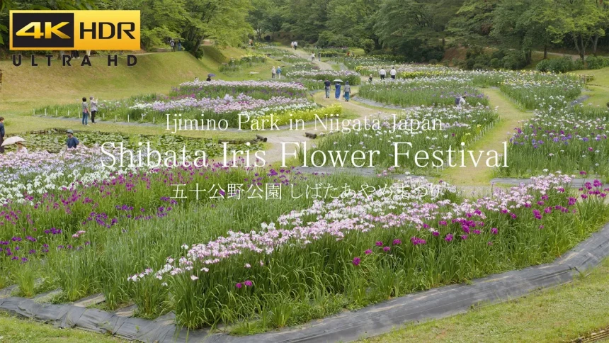 Shibata Iris Flower Festival in Ijimino Park | Shibata, Niigata Japan