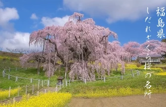 Fukushima Japan Best Weeping cherry tree spots