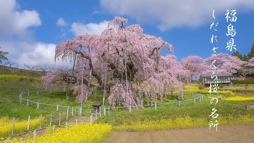 Fukushima Japan Best Weeping cherry tree spots