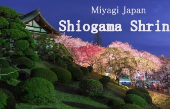 Cherry Blossoms Bloom in Shiogama Shrine | Shiogama, Miyagi Japan