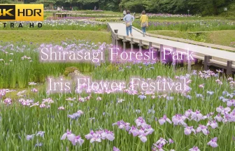 4K HDR | Iris Flower Festival in Shirasagi Forest Park | Sanjo, Niigata Japan
