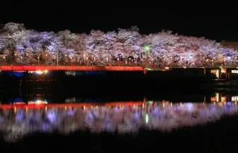 Cherry Blossoms Viewing Spots of Hitome Senbonzakura | Ogawara, Miyagi Japan