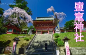 Shiogama Shrine Spring's Scenery Cherry Blossoms Bloom with Erhu music | Shiogama, Miyagi Japan