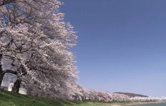 Beautiful Cherry Blossoms Hitome Senbon-Zakura | Ogawara, Miyagi Japan