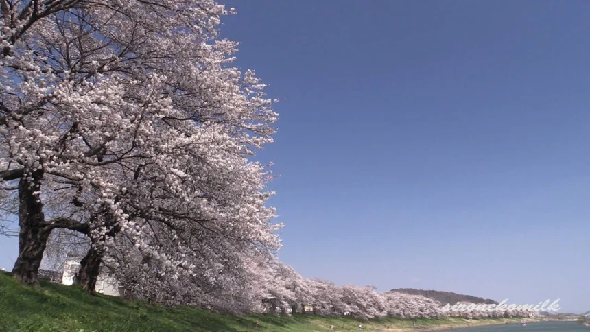 Beautiful Cherry Blossoms Hitome Senbon-Zakura | Ogawara, Miyagi Japan