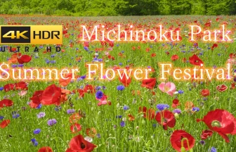4K HDR HLG | Summer Flowers Festa (Poppy Festival) | Michinoku Park in Miyagi Japan