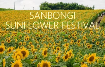 42,000 Sunflowers Blooming in the Sanbongi Sunflower Hill | Osaki, Miyagi Japan