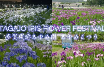 Iris Flower Garden in Tagajō Castle ruins | Tagajo, Miyagi Japan