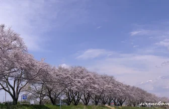 Cherry Blossoms bloom in Takagi River | Matsushima, Miyagi Japan