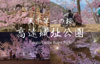 Beautiful Cherry Blossoms | Takato Castle Ruins Park | Ina, Nagano Japan