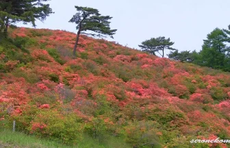 Azalea Flowers in Tatsuganesan mountain | Minamisanriku, Miyagi Japan
