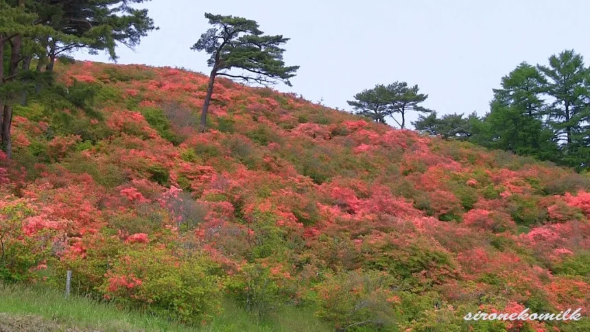 Azalea Flowers in Tatsuganesan mountain | Minamisanriku, Miyagi Japan