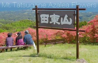 Azalea Flower Mountain of Minami-sanriku Mt. Tatsugane | Minamisanriku, Miyagi Japan