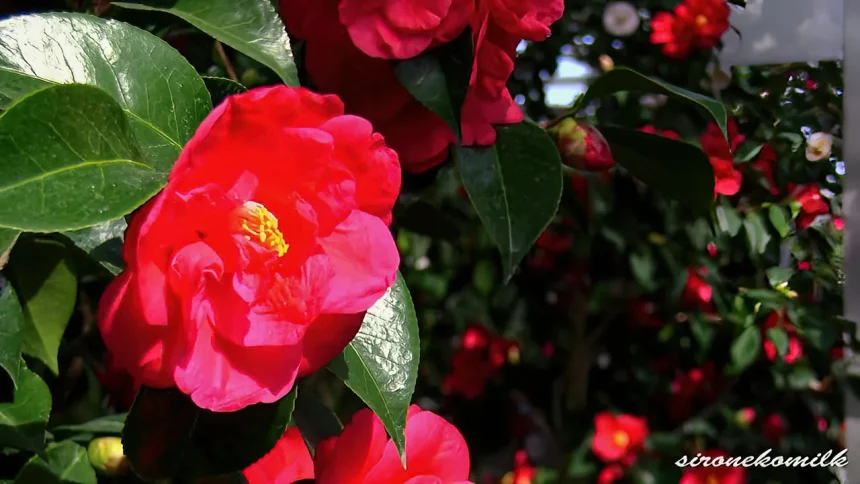 World's Camellia Flowers Hall, Goishi | Ofunato, Iwate Japan