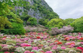 200,000 azalea flowers bloom in Mifuneyama Rakuen | Takeo, Saga Japan