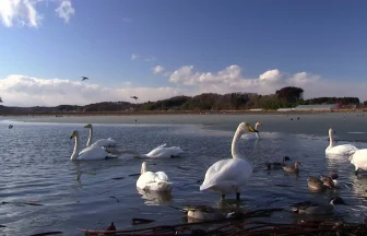 Wild bird landing site Izunuma & Uchinuma's Winter scenery | Tome, Miyagi Japan