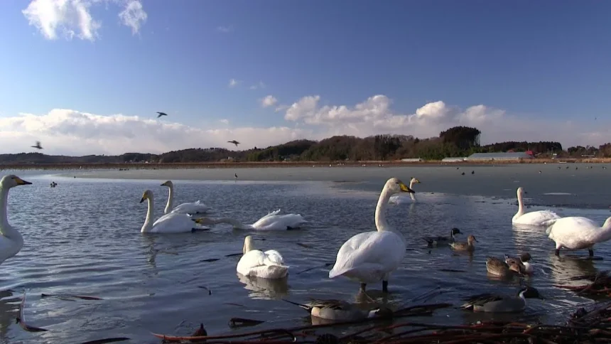 Wild bird landing site Izunuma & Uchinuma's Winter scenery | Tome, Miyagi Japan