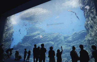 Sendai Uminomori Aquarium ・ A new theme park in Miyagi Prefecture will open in 2015!