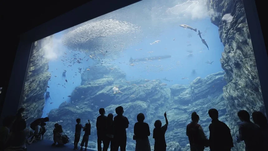 Sendai Uminomori Aquarium ・ A new theme park in Miyagi Prefecture will open in 2015!