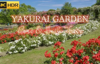 4K HDR HLG | Yakurai Garden Rose & Herb Fair | Kami, Miyagi Japan
