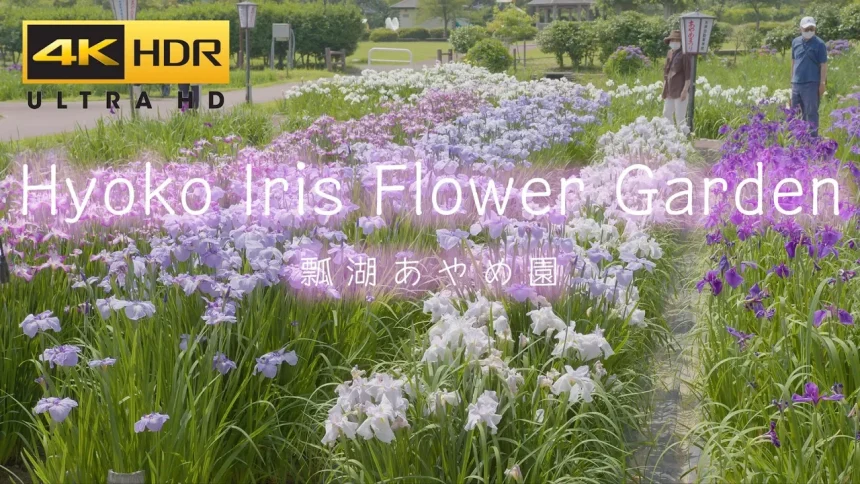 Lake Hyoko Iris Flower Garden | Agano, Niigata Japan