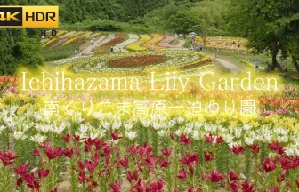 4K HDR Beautiful lily flower garden in ichihazama Yuri-en