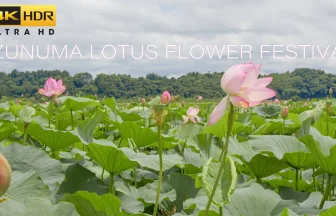 4K HDR Izunuma Lotus Flower Festival Virtual Tour | Tome, Miyagi Japan