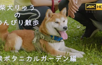 4K HDR | Shiba Inu Dog Walk at Japan Izumi botanical garden | Sendai, Miyagi Japan