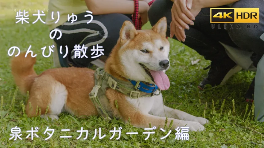 4K HDR | Shiba Inu Dog Walk at Japan Izumi botanical garden | Sendai, Miyagi Japan
