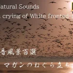 4K HDR Japan Amazing Nature | Izunuma Pond Migratory Birds Take flight at Morning | Tome, Miyagi Japan