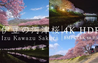 Japan in 4K HDR | Kawazu Sakura - Beautiful Cherry Blossoms Bloom in Shizuoka Izu