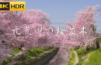 4K HDR - Japan Beautiful Sakura | Motoarakawa Cherry Blossoms (Saitama Japan)