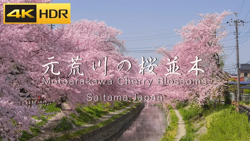 4K HDR - Japan Beautiful Sakura | Motoarakawa Cherry Blossoms (Saitama Japan)