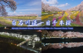 4K HDR | Japan Hitome Senbonzakura (View of a Thousand Cherry Trees) along the Shiroishi Riverbank
