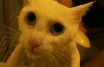 A white cat who goes crazy in the bathroom but hates cute shampoo