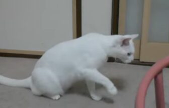 White cat gets totally startled by the sound of a plastic bag!