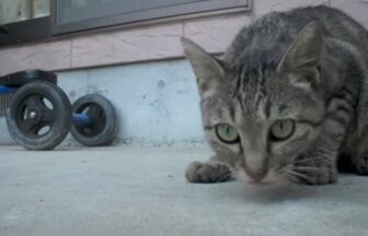 Thumbnail image of a video of raising a former stray cat