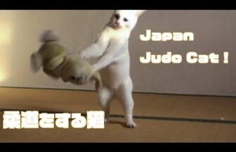 A white cat doing judo with a stuffed toy