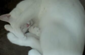 The sleeping white cat's sleeping appearance is too cute