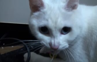 An angry white cat who doesn't want his toy taken away