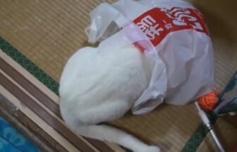 This cute white cat loves to get into his favorite plastic bag