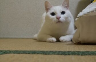 A cute white cat staring at a toy with round eyes