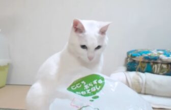 A white cat playing in its favorite plastic bag