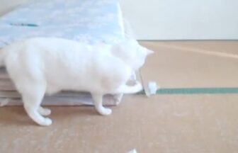 A white cat who loves scraps of paper more than toys!