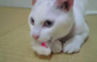 pure white kitten playing enthusiastically with a toy