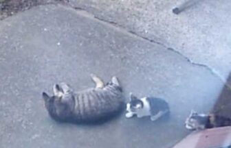 cute cries of a kitten born to a former stray cat